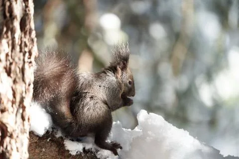 Eurasian brown red Squirrel Sciurus vulgaris Cute Snow Nut Stock Photos