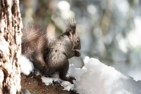 Eurasian brown red Squirrel Sciurus vulgaris Cute Snow Nut Stock Photos