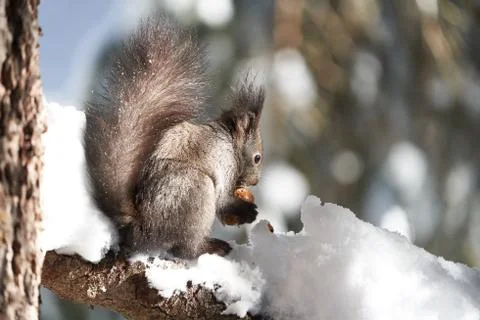 Eurasian brown red Squirrel Sciurus vulgaris Cute Snow Nut Stock Photos