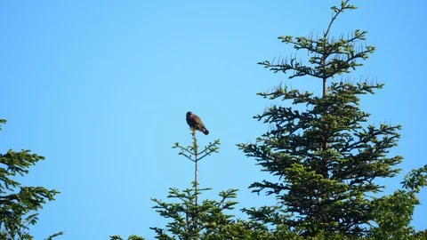 Eurasian buzzard (Buteo buteo)7 Stock Footage 118968100