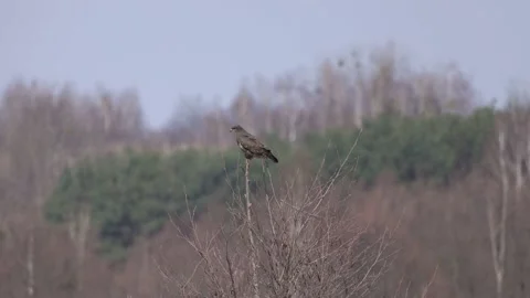 Eurasian buzzard sitting on a tree, 4K slomo Video stock 176291774