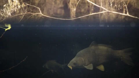 Eurasian carp (Cyprinus carpio) Video stock 178579874