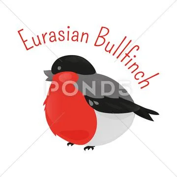 Eurasian cartoon bullfinch isolated on white background Stock Illustration
