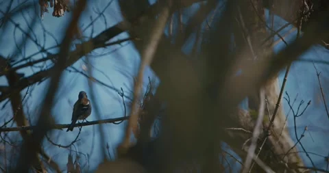 Eurasian Chaffinch, Common Chaffinch Stock Footage 341160648