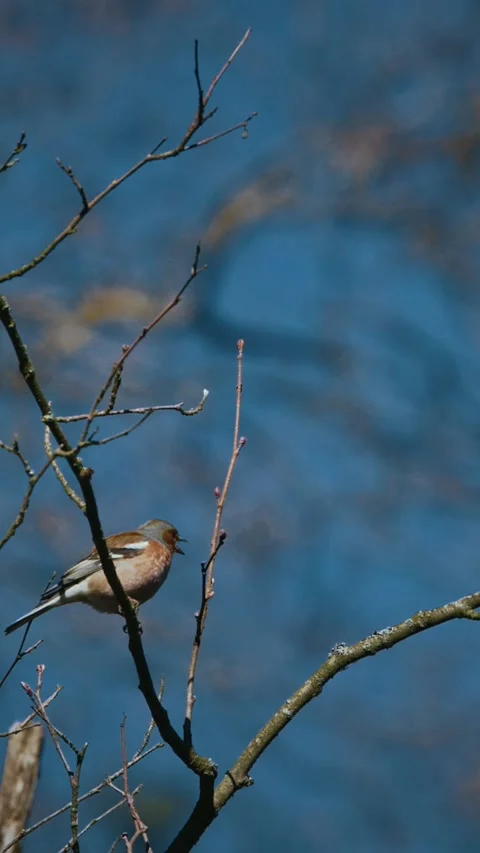 Eurasian Chaffinch, Common Chaffinch Stock Footage 341160675
