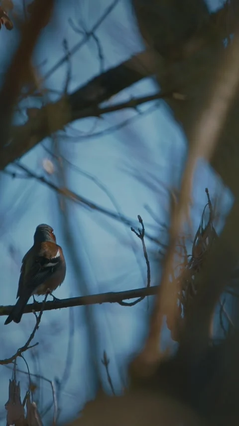 Eurasian Chaffinch, Common Chaffinch Stock Footage 341366411