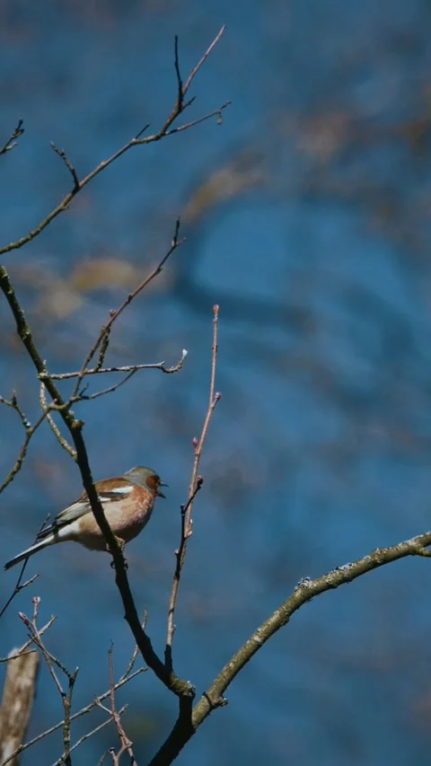 Eurasian Chaffinch, Common Chaffinch Stock Footage 341366428