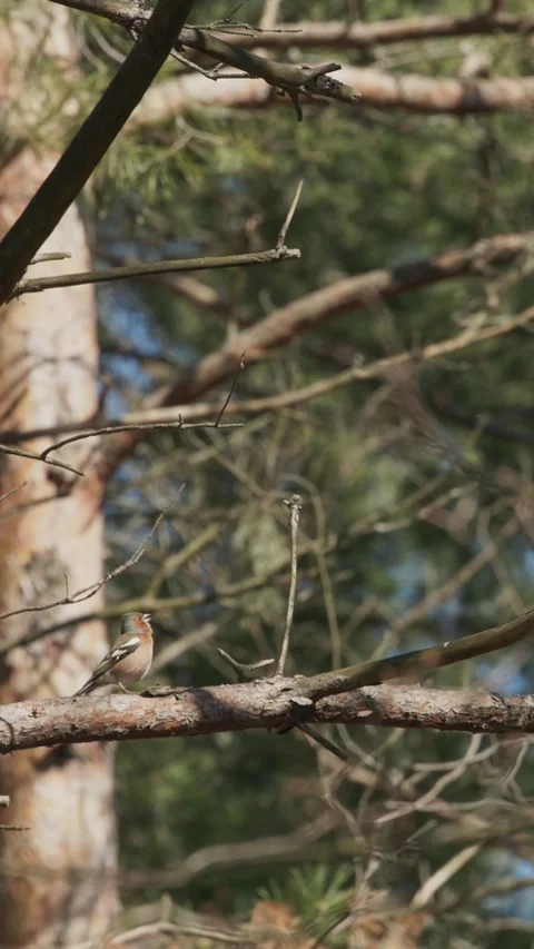 Eurasian Chaffinch, Common Chaffinch, Or Simply Chaffinch Fringilla Coelebs Stock Footage 341366088