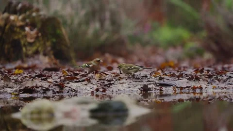 A Eurasian Chaffinch hops across a leaf-covered forest floor, searching for Stock Footage 320103962
