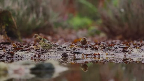 Eurasian chaffinch hops through forest floor, searching leaves with rhythmic Stock Footage 320074526