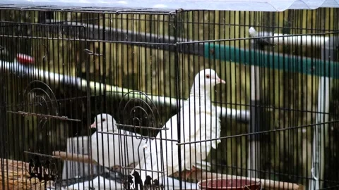 Eurasian collared dove activity in metal cage Stock Footage 237486283