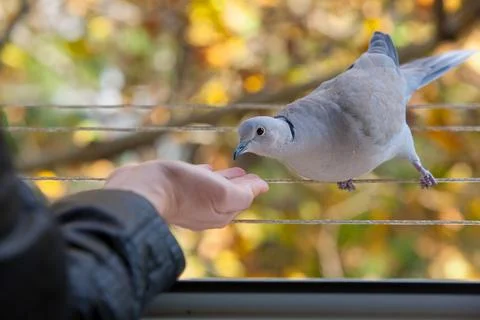 Eurasian Collared Dove Approaching a Human Hand in Autumn Foto stock