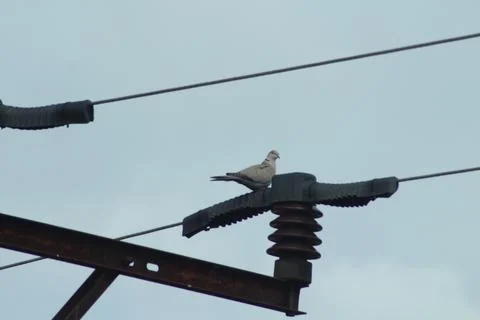 Eurasian collared dove on an electrical wire Stock Photos
