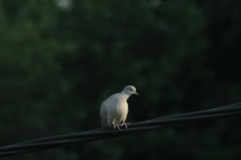Eurasian collared dove on an electrical wire Stock Photos