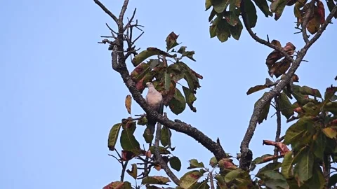 Eurasian Collared dove elegantly perched in Tadoba national park Video stock 330400133