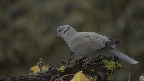 Eurasian collared-dove feeding on tree branch in sunlight Stock Footage 151430658