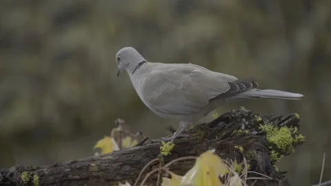 Eurasian collared-Dove feeding on tree Video stock 151430662