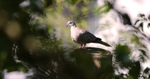 Eurasian Collared Dove flew out of the garden Stock Footage 111537715