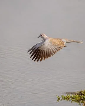 Eurasian Collared Dove in flight Stock Photos