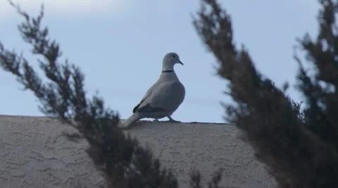 Eurasian collared dove Stock Footage 22384782