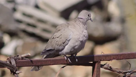 Eurasian collared dove Stock Footage 105494637