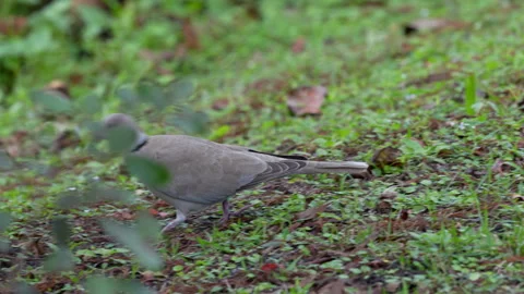 Eurasian Collared Dove Stock Footage 273235631