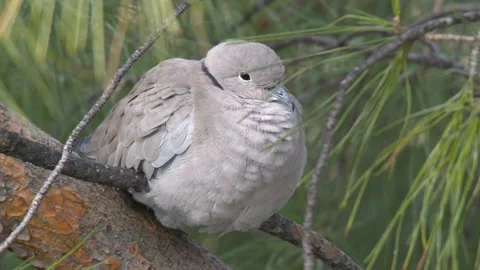 Eurasian Collared Dove Stock Footage 330471227