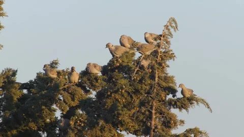 Eurasian Collared Dove Stock Footage 332558203