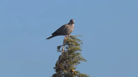 Eurasian Collared Dove Stock Footage 332654084
