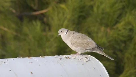 Eurasian Collared Dove Video stock 332725232