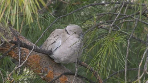 Eurasian Collared Dove Video stock 332842454