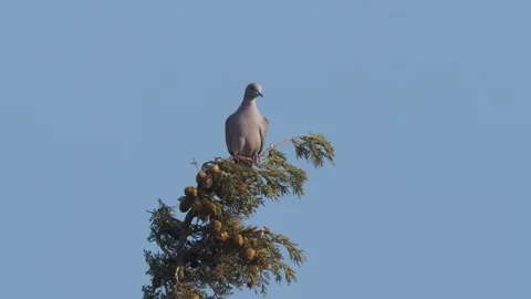 Eurasian Collared Dove Stock-Footage 333480481