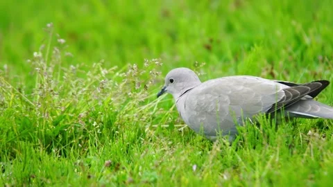 A Eurasian collared dove foraging in vibrant green grass. Stock Footage 301070540