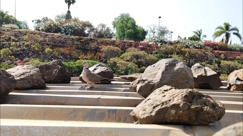 Eurasian Collared Dove Hopping on Rocks and Flying in Slow Motion Video stock 335772031
