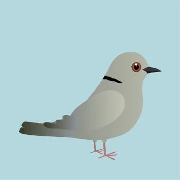 Eurasian collared dove Illustrazione stock
