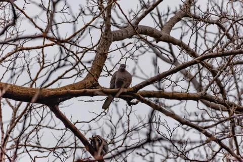 A Eurasian collared dove looking at camera and perching on a tree branch in a Stock Photos