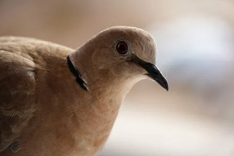 Eurasian collared dove looking sideways in profile Stock Photos