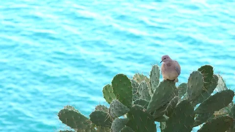 The Eurasian collared dove, most often simply called the collared dove, 库存影片 82130049