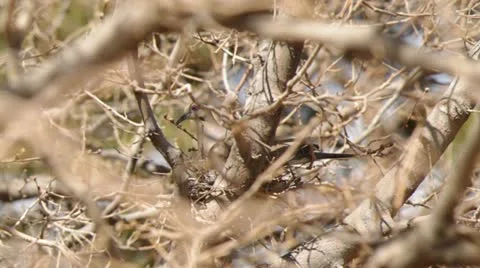 Eurasian collared dove in nest Stock Footage