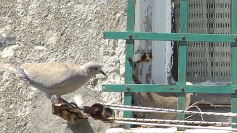 Eurasian collared-dove nesting in town part 1 스톡 동영상 138379917