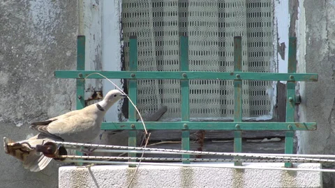 Eurasian collared-dove nesting in town part 2 스톡 동영상 138382097