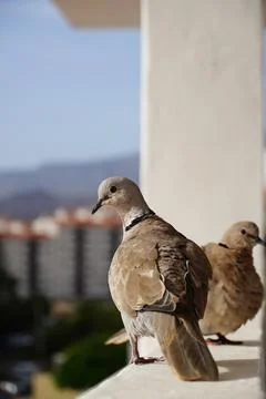Eurasian collared dove pair standing on wall looking up Stock Photos