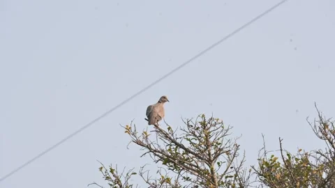 Eurasian collared dove perched on the branch of a tree. Stock Footage 336260171