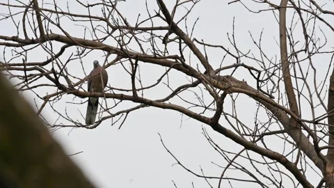 Eurasian collared dove perched on the branch of a tree. 動画素材 340320889