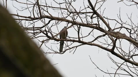 Eurasian collared dove perched on the branch of a tree. Stock Footage 340320899