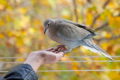 Eurasian Collared Dove Perched on a Human Hand in Autumn 스톡 사진