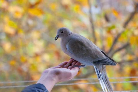 Eurasian Collared Dove Perched on a Human Hand in Autumn Stock-Fotos