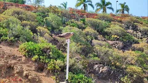 Eurasian Collared Dove Perched on Post in Barranco del Burro Slow Motion Video stock 335775853