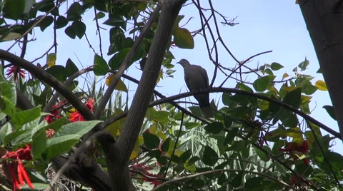 Eurasian Collared Dove perched on the tree in tropical park Stock Footage 58283413