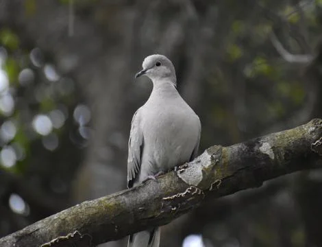 A Eurasian collared dove perched on a tree limb Stock Photos